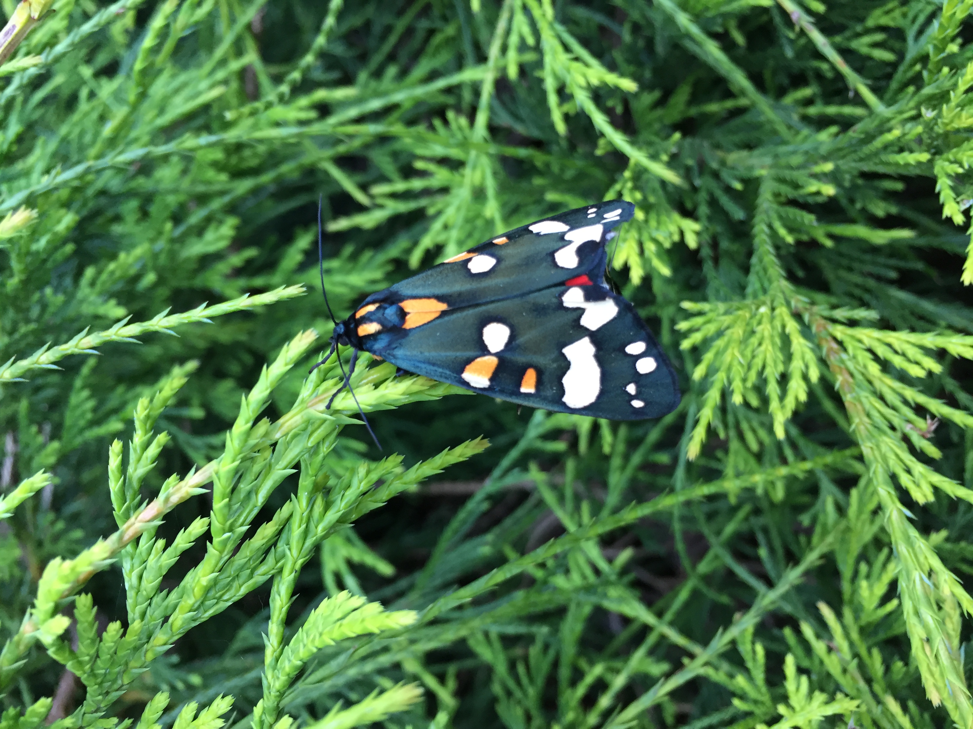 picture of a butterfly