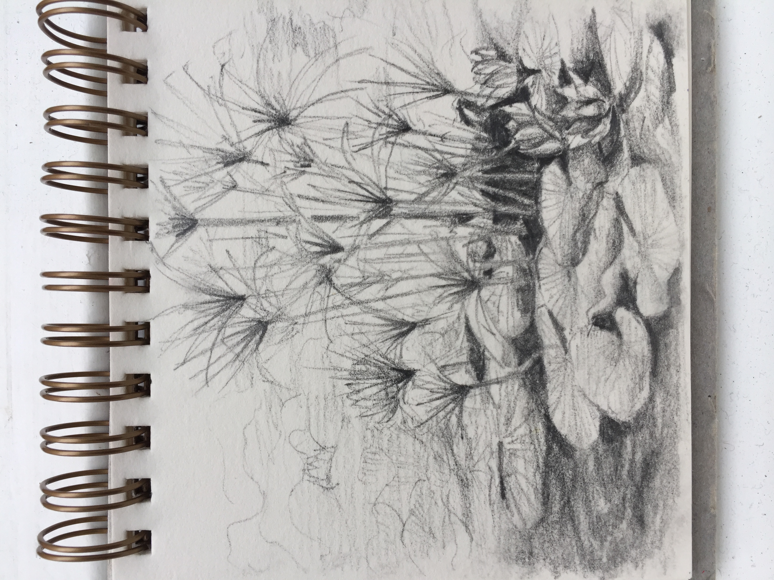 sketch of flowers