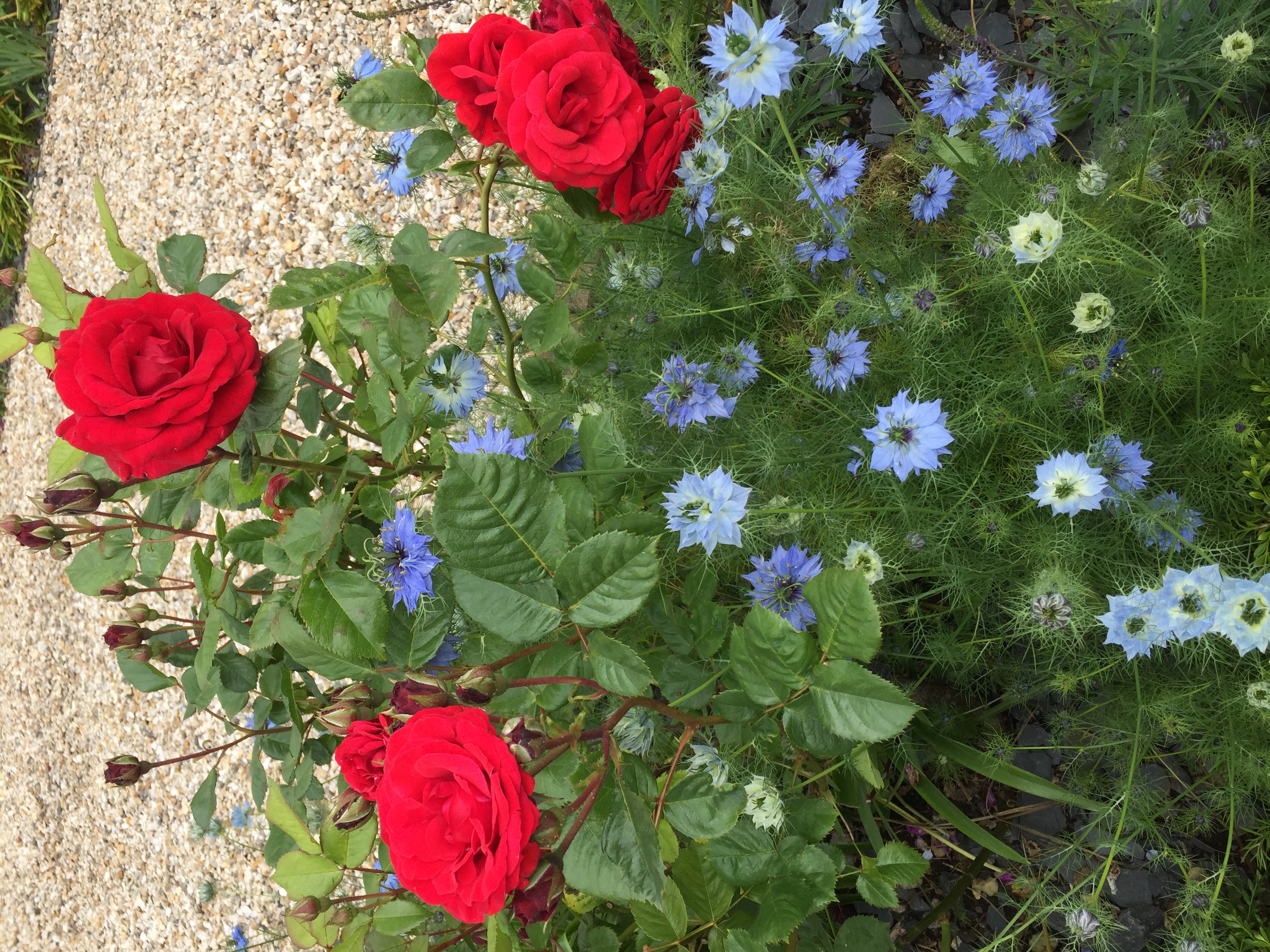 picture of red roses
