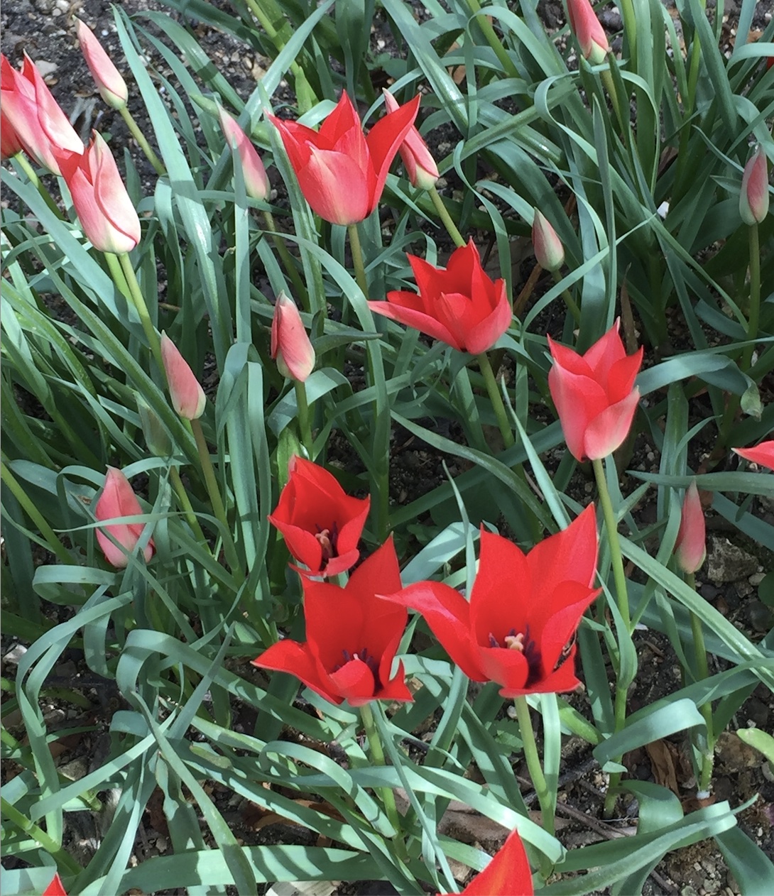 picture of red flowers